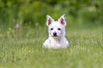 lying Maltese-West-Highland-White-Terrier-Mongrel
