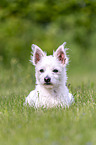 lying Maltese-West-Highland-White-Terrier-Mongrel