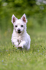 running Maltese-West-Highland-White-Terrier-Mongrel