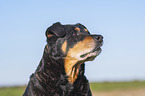 Rottweiler-Mongrel portrait