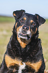 Rottweiler-Mongrel portrait