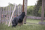 standing Border-Collie-Old-German-Shepherd-Mongrel