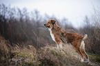 standing Australian-Shepherd-Austrian-Pinscher-Mongrel