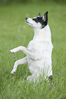 sitting Jack-Russell-Terrier-Mongrel