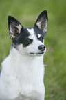 Jack-Russell-Terrier-Mongrel portrait
