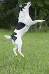 jumping Jack-Russell-Terrier-Mongrel
