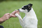 human with Jack-Russell-Terrier-Mongrel