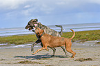 American-Pit-Bull-Terrier-Rhodesian-Ridgeback-Mongrel with Irish Wolfhound
