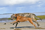 American-Pit-Bull-Terrier-Rhodesian-Ridgeback-Mongrel with Irish Wolfhound