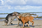 American-Pit-Bull-Terrier-Rhodesian-Ridgeback-Mongrel with Irish Wolfhounds
