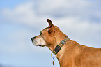 American-Pit-Bull-Terrier-Rhodesian-Ridgeback-Mongrel portrait
