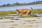 running American-Pit-Bull-Terrier-Rhodesian-Ridgeback-Mongrel
