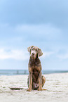 sitting Labrador-Retriever-Mongrel