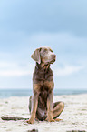 sitting Labrador-Retriever-Mongrel