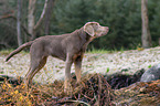 standing Labrador-Retriever-Mongrel