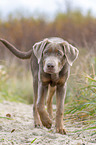 walking Labrador-Retriever-Mongrel