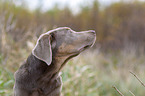 Labrador-Retriever-Mongrel portrait