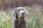 Labrador-Retriever-Mongrel portrait