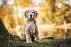 sitting Cocker-Spaniel-Mongrel