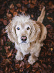 sitting Cocker-Spaniel-Mongrel