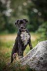 standing Labrador-Retriever-Jack-Russell-Terrier-Mongrel Puppy