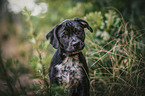 Labrador-Retriever-Jack-Russell-Terrier-Mongrel Puppy portrait