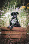 Labrador-Retriever-Jack-Russell-Terrier-Mongrel Puppy