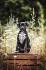 sitting Labrador-Retriever-Jack-Russell-Terrier-Mongrel Puppy
