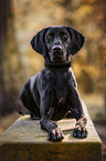 lying Weimaraner-Mongrel