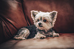 lying Yorkshire-Terrier-Mongrel