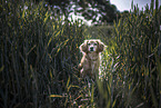 sitting Cavalier-King-Charles-Spaniel-Dachshund-Mongrel