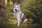 sitting Husky-Mongrel