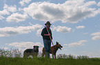 Shepherd with Herding Dogs