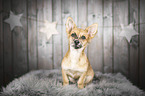 sitting Chihuahua-Mongrel