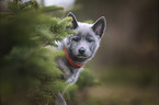 Wolfhound Puppy