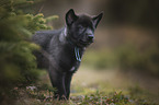 standing Wolfhound Puppy