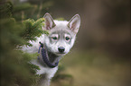 Wolfhound Puppy portrait