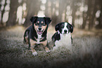 Border-Collie-Mongrel with Entlebucher Mountain Dog
