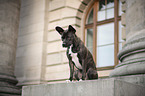 sitting Basenji-French-Bulldog-Mongrel