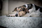 lying Bracke-Mongrel