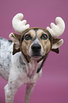 Bracke-Mongrel
