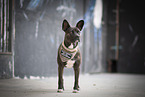 standing Basenji-French-Bulldog-Mongrel