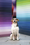 sitting Bracke-Mongrel