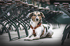 lying Bracke-Mongrel