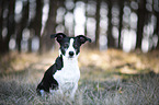 sitting Border-Collie-Mongrel