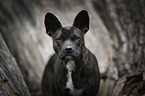 Basenji-French-Bulldog-Mongrel portrait