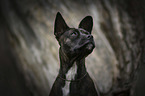 Basenji-French-Bulldog-Mongrel portrait