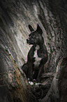 sitting Basenji-French-Bulldog-Mongrel