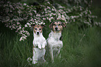 2 Dogs