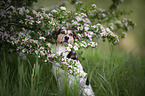 sitting Bracke-Mongrel